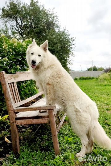 Щенки Белой Швейцарской Овчарки