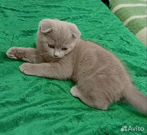 Британский вислоухий котёнок