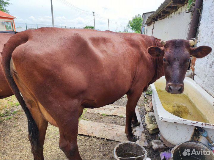 Коровы дойные молочные
