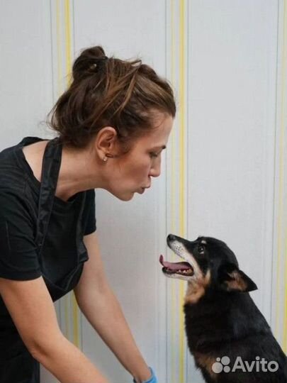 Груминг собак и кошек