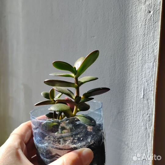 Крассула толстянка