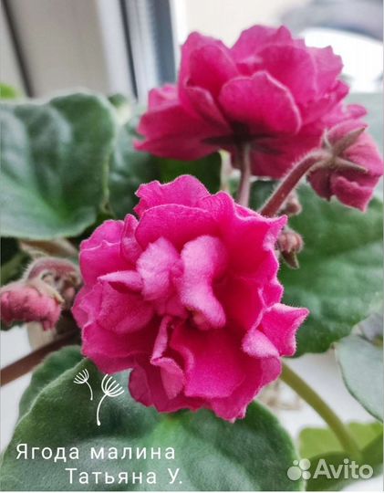 Фиалки сортовые