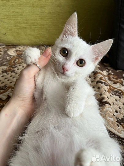 Котенок в добрые руки