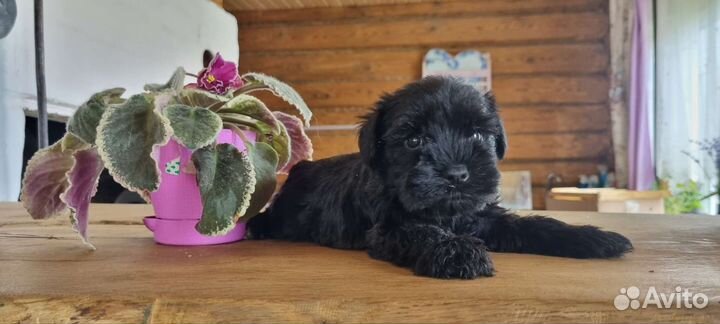 Цвергшнауцер щенок девочка