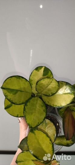 Хойя аустралис лиза вар, на срез, по 3-5 узлов