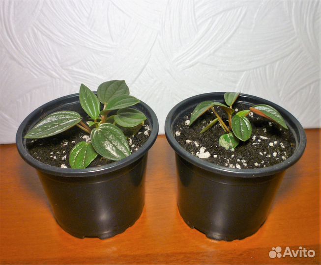 Пеперомии (Peperomia)