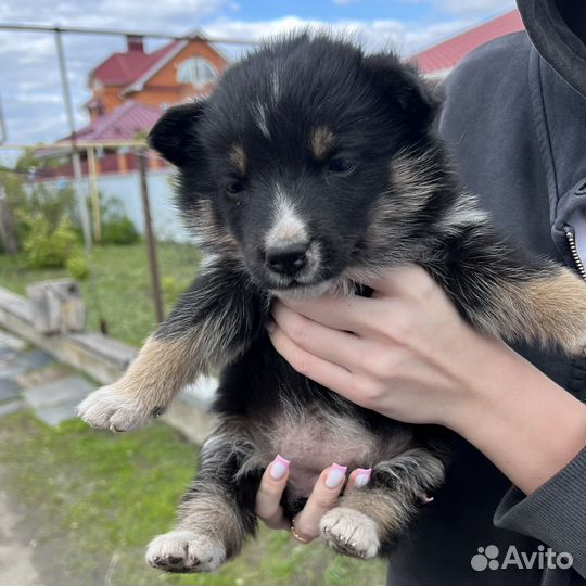 Хаски в добрые руки девочка