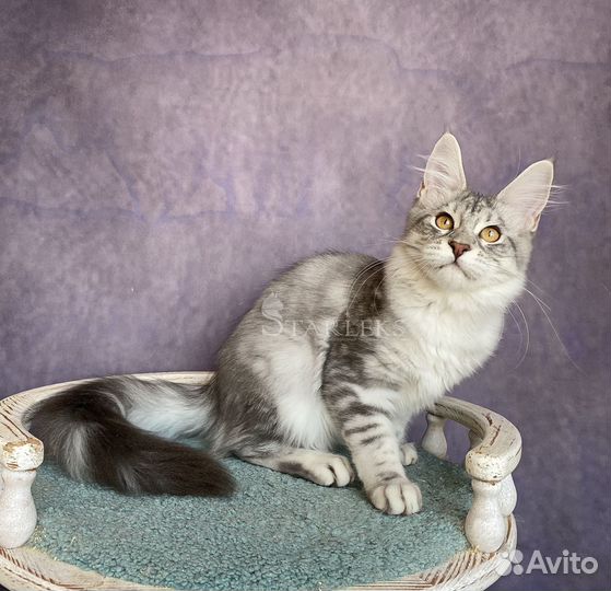 Девочка голубой мрамор на серебре