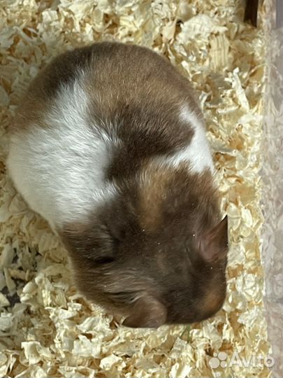 Сирийский хомяк. Крупная (253г) трёхцветная дама