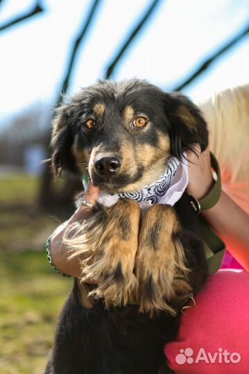 Собачка бесплатно Фифа