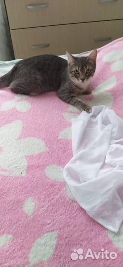 Котенок девочка