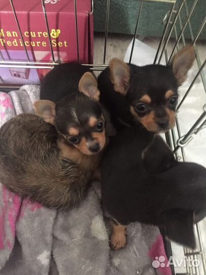 Мини той-терьер щенки