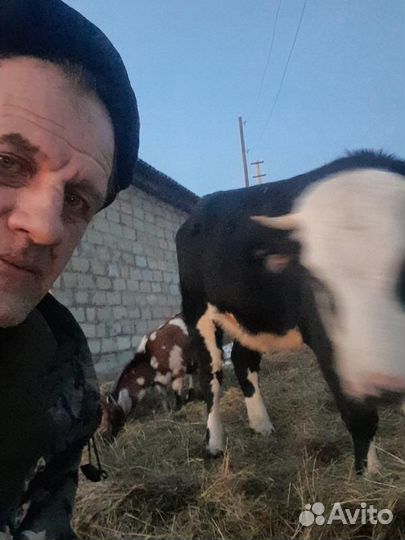 Яйцо гусиное.густи