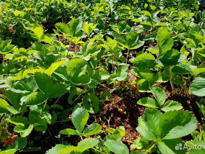 Гумус, кора лиственницы фракция 0-2 см