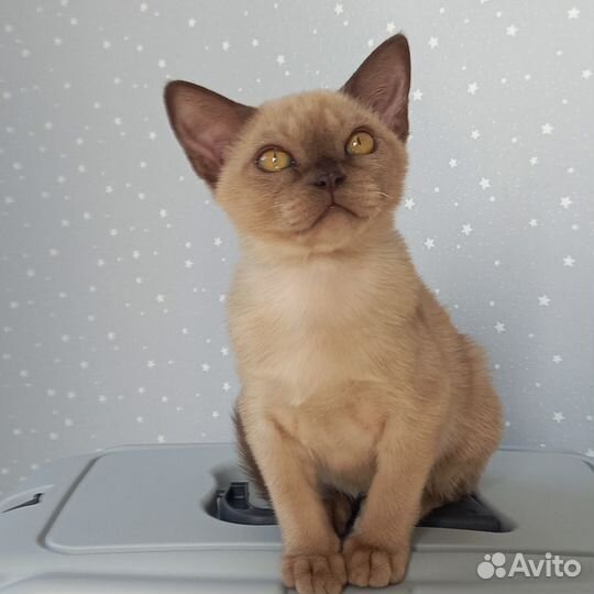 Европейская бурма