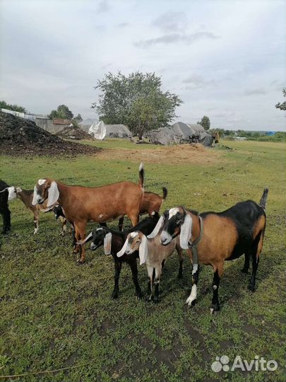 Козлики нубийские