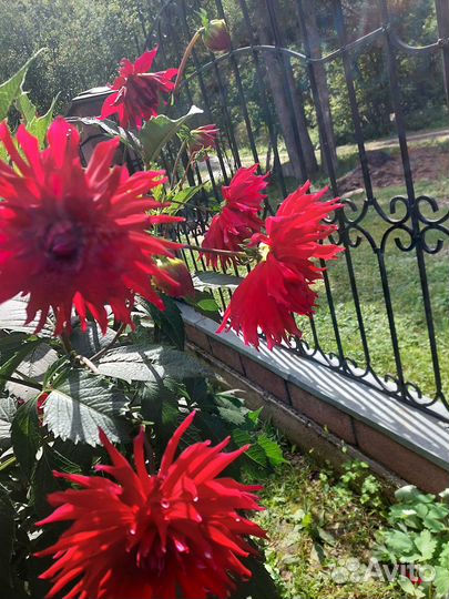 Растения для сада