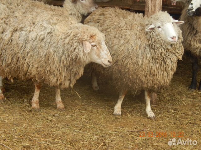 Теленок. Айрширская порода коров. Авито алексеевское животных. Бычки крс. Авито алексеевское животных.