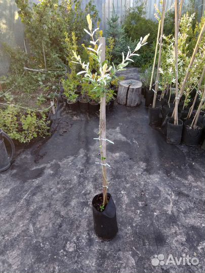 Ива хакуро нишики