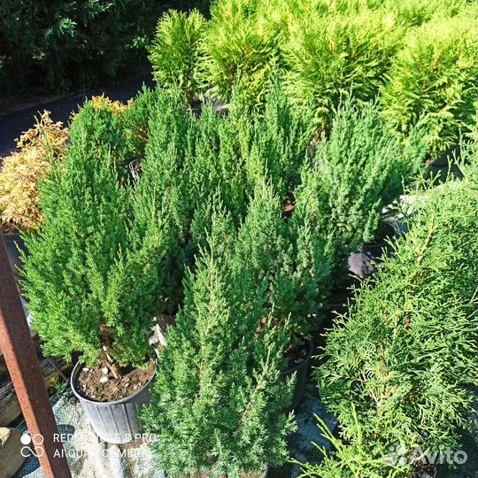 Саженцы хвойных и декоративных растений