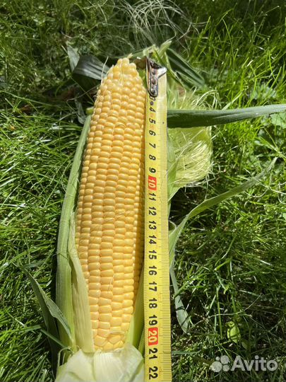 Кукуруза сладкая