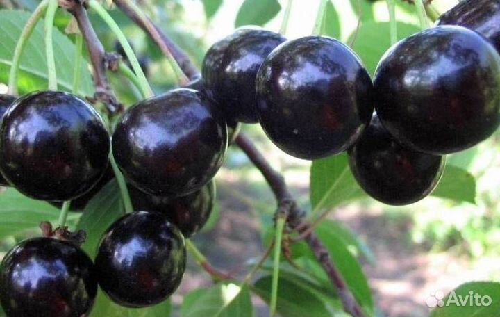Саженцы вишни Шоколадница