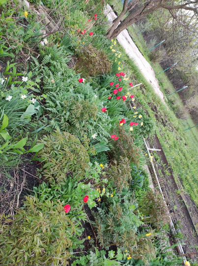 Участок 8 сот. (ИЖС)