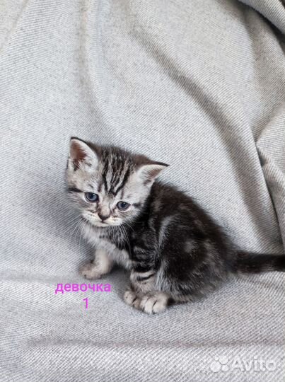 Котята британцы