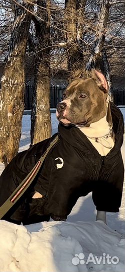 Вязка американский стаффорширский терьер