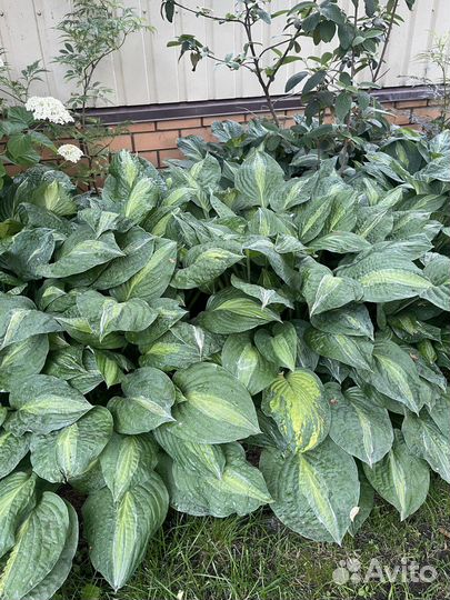 Растения для сада и дачи (Хоста)