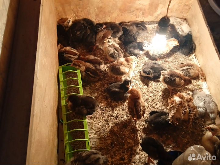 Цыплята 2 нед. Утки индийский бегунок. Петух