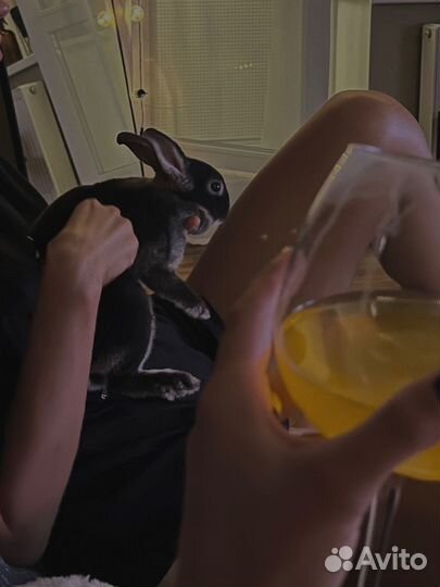 Декоративные кролики рекс