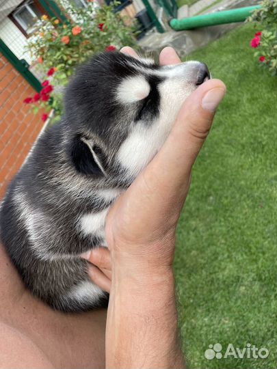 Щенки хаски