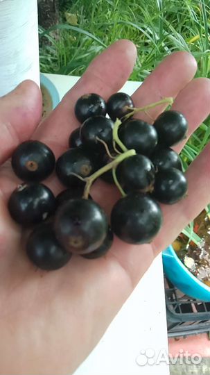Саженцы чёрной смородины, ягоды крупные и сладкие