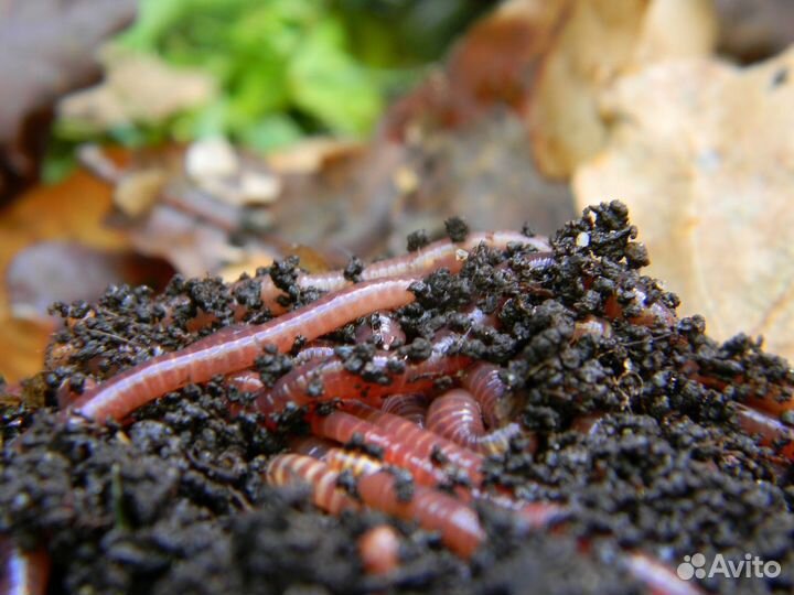 Калифорнийские черви для удобрения