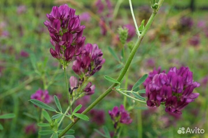 Семена Люцерны