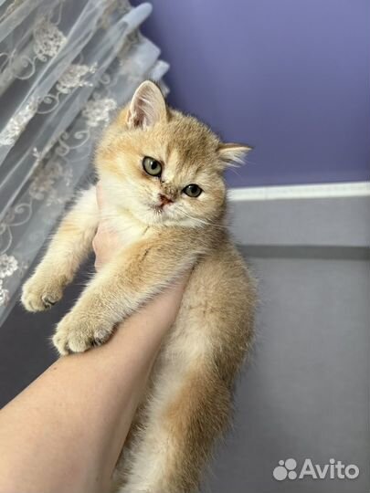 Британская золотая шиншилла девочка