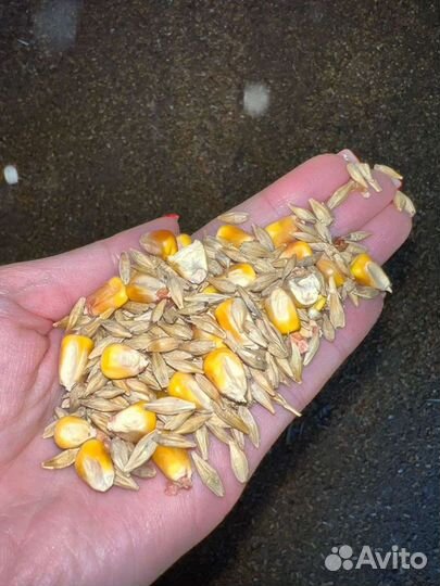 Ячмень кукуруза пшеница
