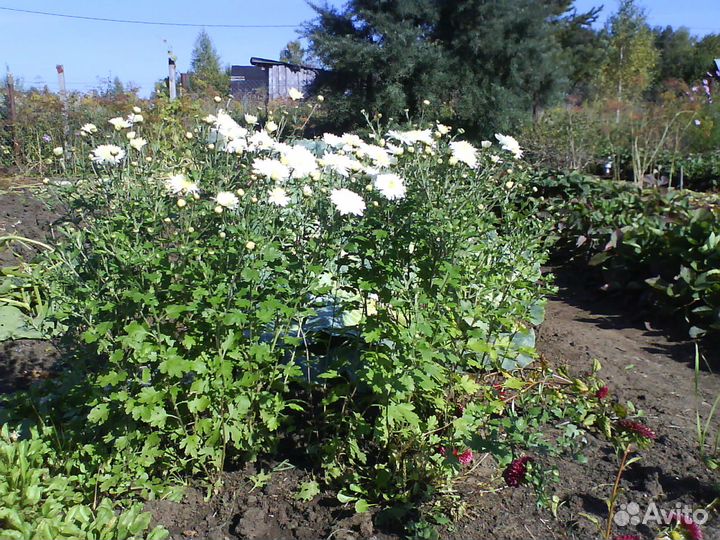 Хризантемы, дельфиниум, ромашка