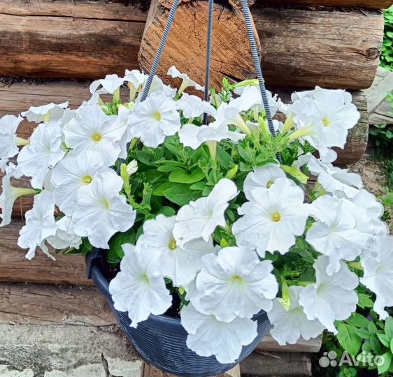 Подвесное кашпо