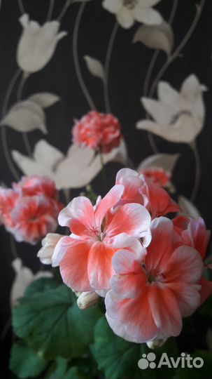 Герань пеларгония