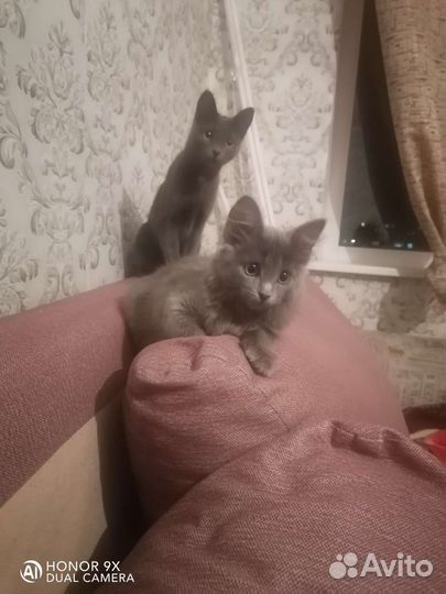 Отдадим в добрые руки 2-х кошек