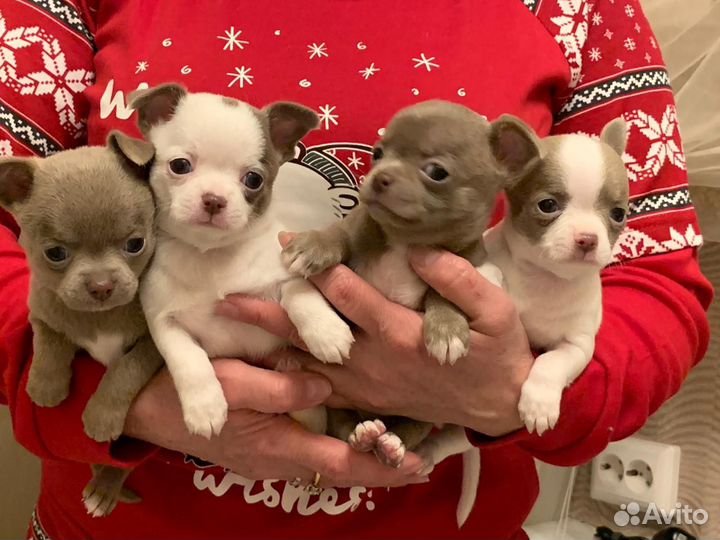 Чихуахуа Лиловые и бело -лиловые