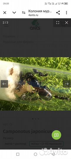 Camponotus japonicus