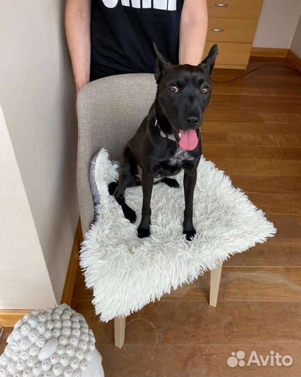 Красивая собачка