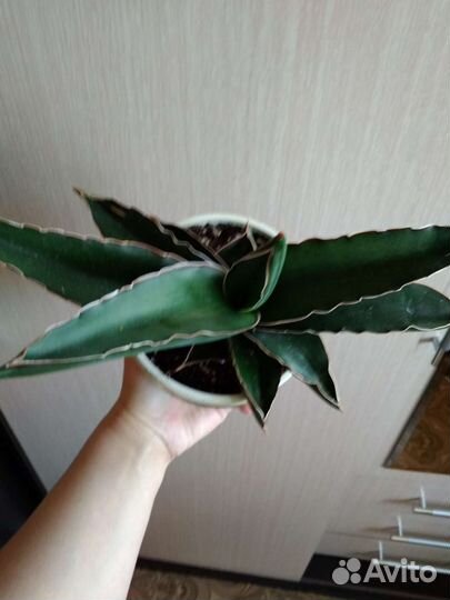 Сансевиерия стар роуз и samurai