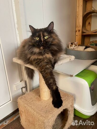 Ласковая кошка