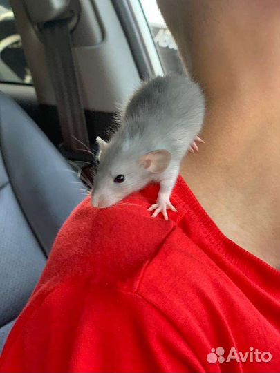 Крыса Дамбо крысята. Клетки