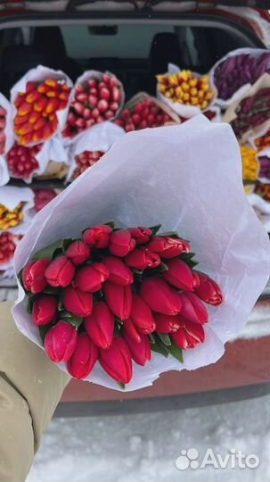 Тюльпаны предзаказ