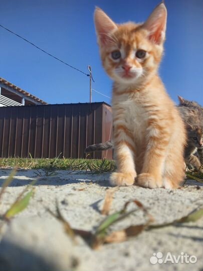 Котята Мейн Кун